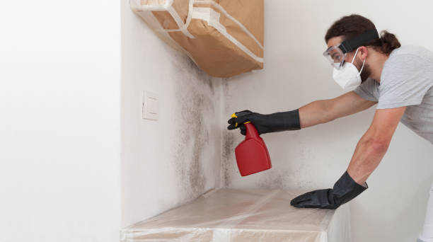 Professional Mold Cleanup technician working in Drake, CO
